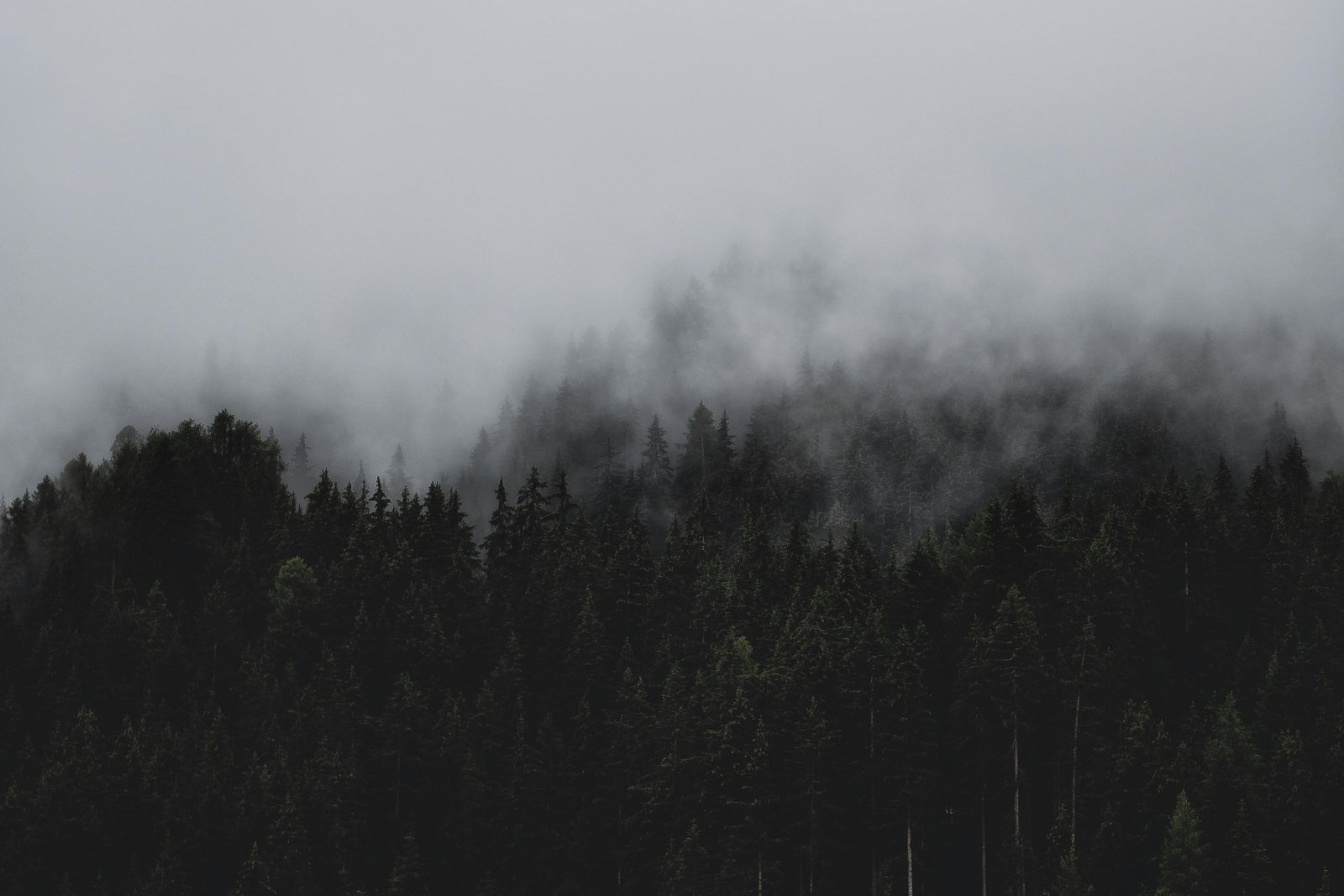 Download Pexels Eberhardgross 1287075 wallpaper Pexels Eberhardgross 1287075 wallpaper