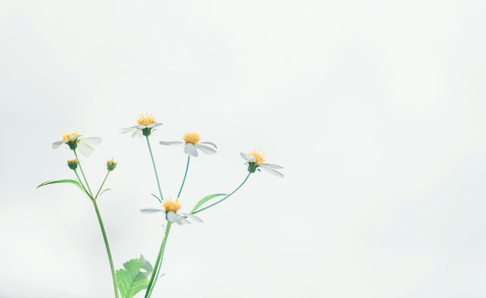 Download Pexels Minan1398 1369280 wallpaper Pexels Minan1398 1369280 wallpaper