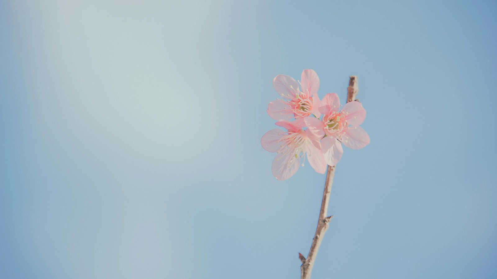 Pexels Minan1398 913416 wallpaper