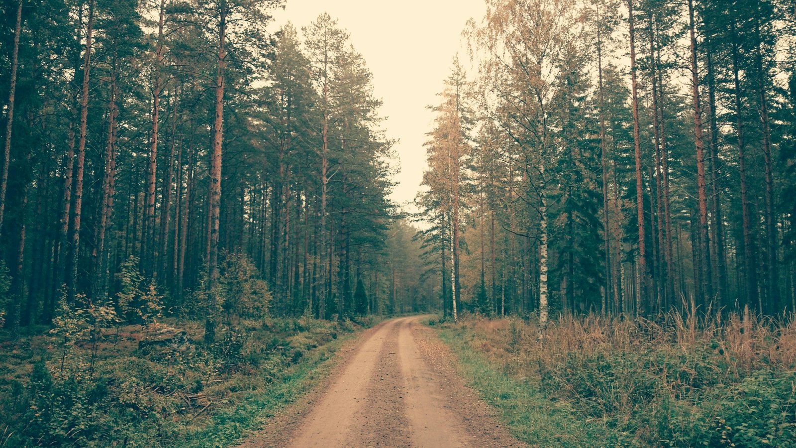 Pexels Shovyrahman 52599 wallpaper